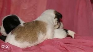 Super n good quality lhasa apso pups available for your home