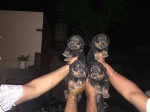 Superb quality rottweiler puppies available in