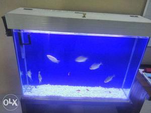 Tank: 3 feet by 2 feet LED Lights included with