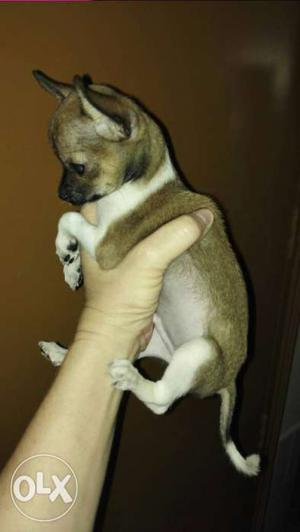 Teacup size chihuahua puppies