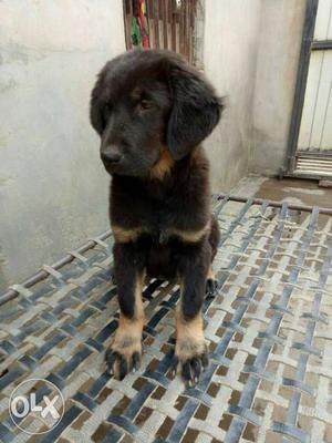 Tebatian mastiff female for sale hurry up price