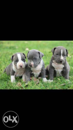 Three Black And White Short Coated Puppies