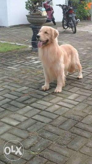 Three Golden Retriever Puppies