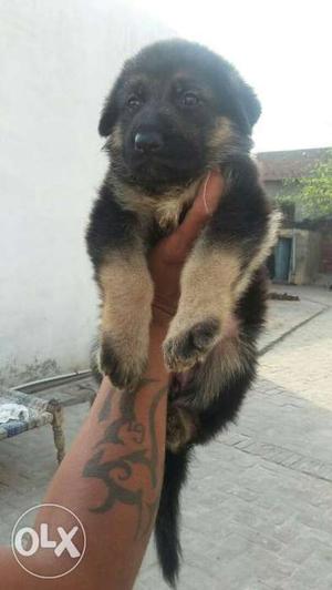 Top Quality Female Gsd Double Coat Fully