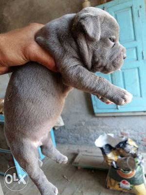 Top quality American bully female pup for sale