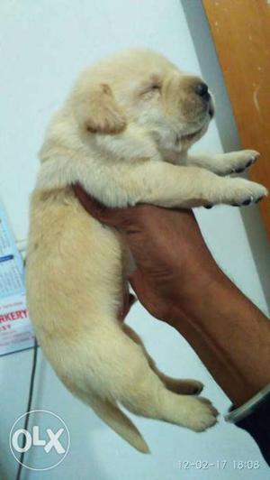 Top quality Labrador golden male puppy available