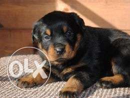 Top quality boxer and rottweiler pups for sell