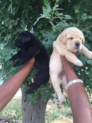 Top show quality Labrador puppies available at