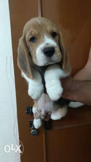Tri colour Beagle male pup with first vaccination done