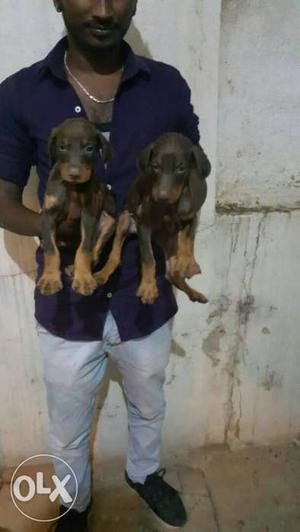 Two Black And Brown doberman Puppies