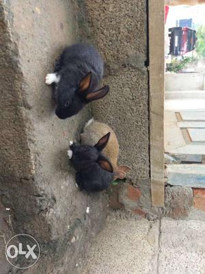 Two Black And One Brown Rabbit
