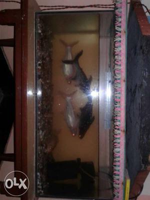 Two Black And Two Silver Fishes