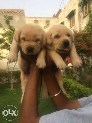 Two Cream Labrador Puppies