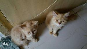 Two Orange Persian Kittens