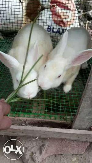 Two White Rabbits