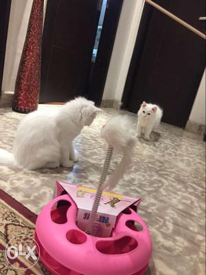 Two White Short Fur Cats