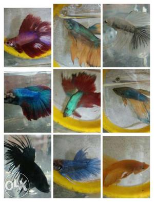 Variety Of Betta Fish available