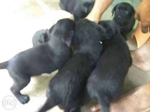 Varjinel hevy bone lab for sale