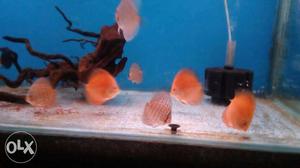 Very healty and good quality discus fish..