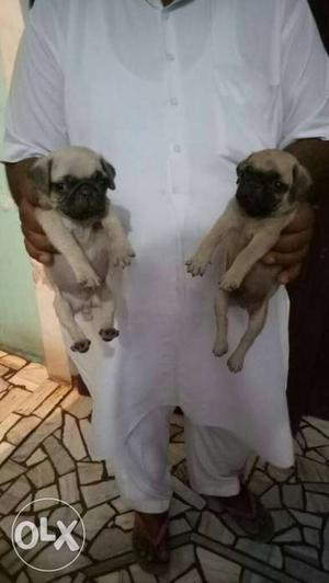 Voda wala pug pups n other all toy,large breed pups