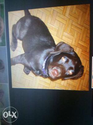 Want to buy chocolate brown labrador