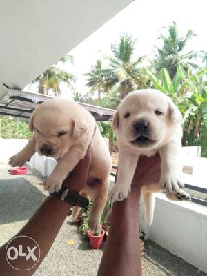 White And Brown Labdor Retriever Puppies