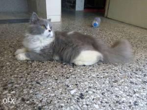 White And Gray Fur male Cat 6 to 7 month old
