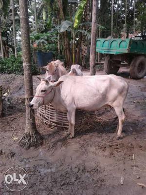 White Cow In Jhagra Pt III
