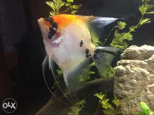White, Orange, And Black Koi Angel Pet Fish