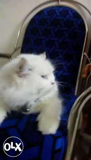 White Percian cat 11 months baby