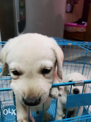 White labrador female and male pure breed heavy punch face