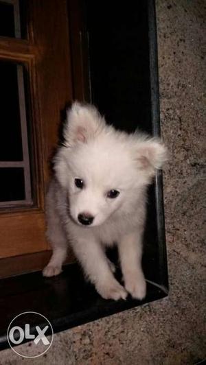 White male puppy