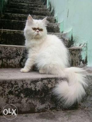 White persion full punch cat