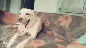 Yellow Labrador Retriever