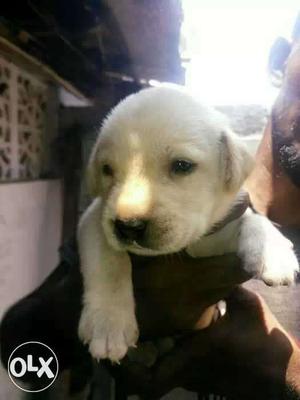 Yellow Labrador Retriever Puppy (birth 20 days)