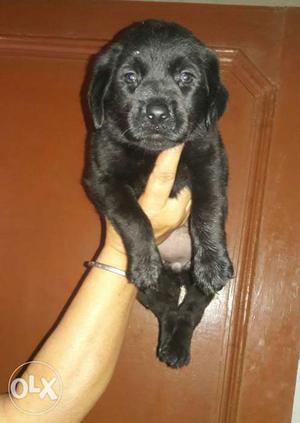 Z Black Female Labrador Sell Heavy Pupp Available