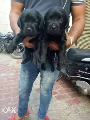 Z Black LAB puppy for Sall All types of dog puppy