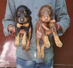 one6 Black leo kennel Doberman male&female puppy
