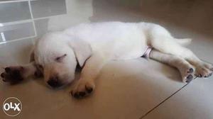2 month old male Labrador retriever puppy with