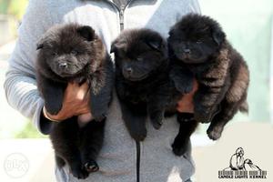 35 days chow chow puppy available