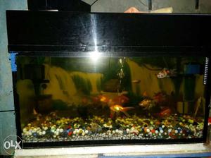 3ft -18inch -18inch aquarium for sale with a top