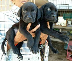55 Days black labrador puppies available 1st