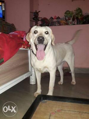 6.5 month opd pure Breed white female labrador