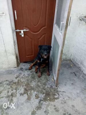 9 month old rottweiler puppy for sale. very. Trained for