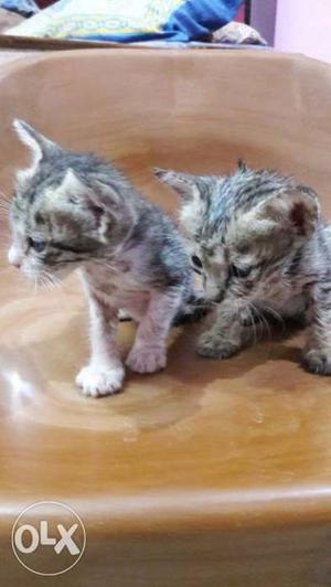 A pair of baby kittens. one male and one female..