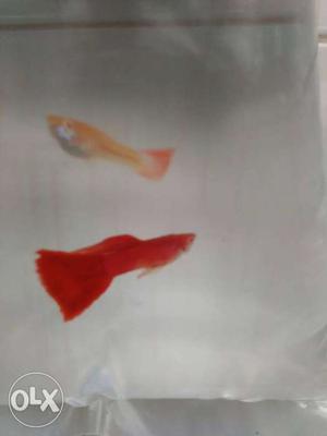 Albino RED Guppy fish