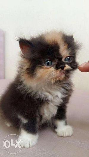 All Colour Persian cat & kitten for sale.in Varanasi deliver