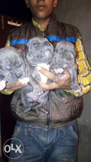American bully blue color pup available age 22