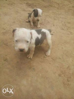 American bully puppies available in delhi heavy