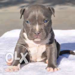 American bully puppy hot blood line